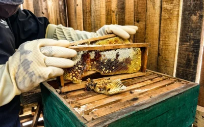 What Makes GALHO’s Apis Cerana Honey Unique? A Healthier Choice for Honey Enthusiasts