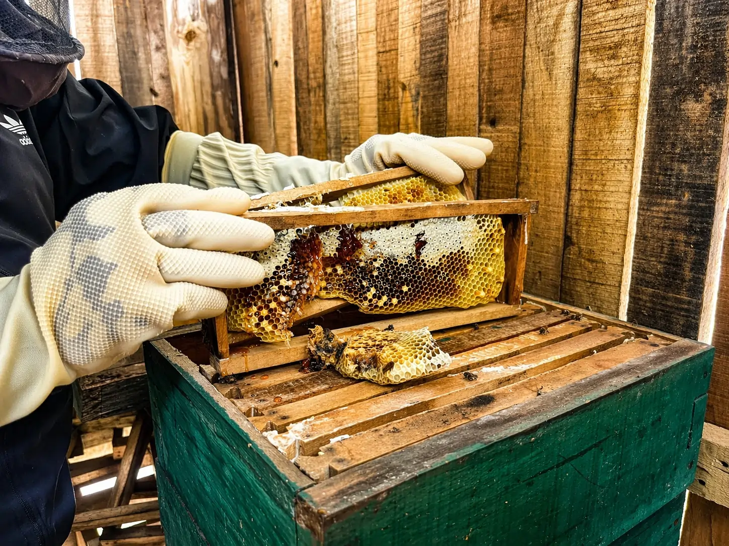 What Makes GALHO’s Apis Cerana Honey Unique? A Healthier Choice for Honey Enthusiasts