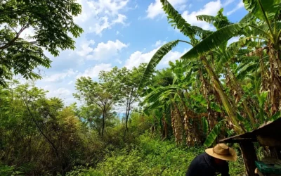 Why GALHO’s Wild Forest Honey Costs More: The Ethical Process Behind Our Raw Wild Forest Honey Production