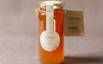 Delicious Ways to Use Wild Forest Honey in Your Daily Diet