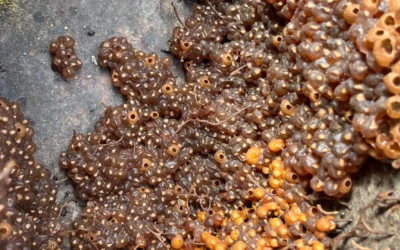 Why GALHO’s Stingless Bee Honey Online is Gaining Popularity Among Health Enthusiasts
