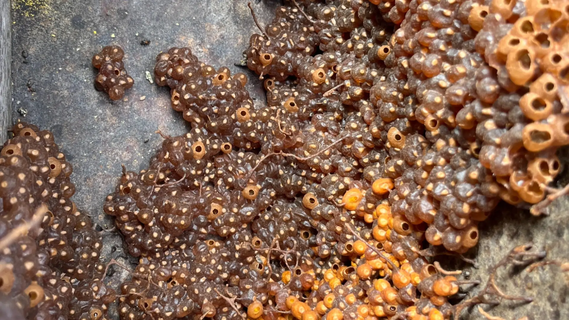 Why GALHO’s Stingless Bee Honey Online is Gaining Popularity Among Health Enthusiasts