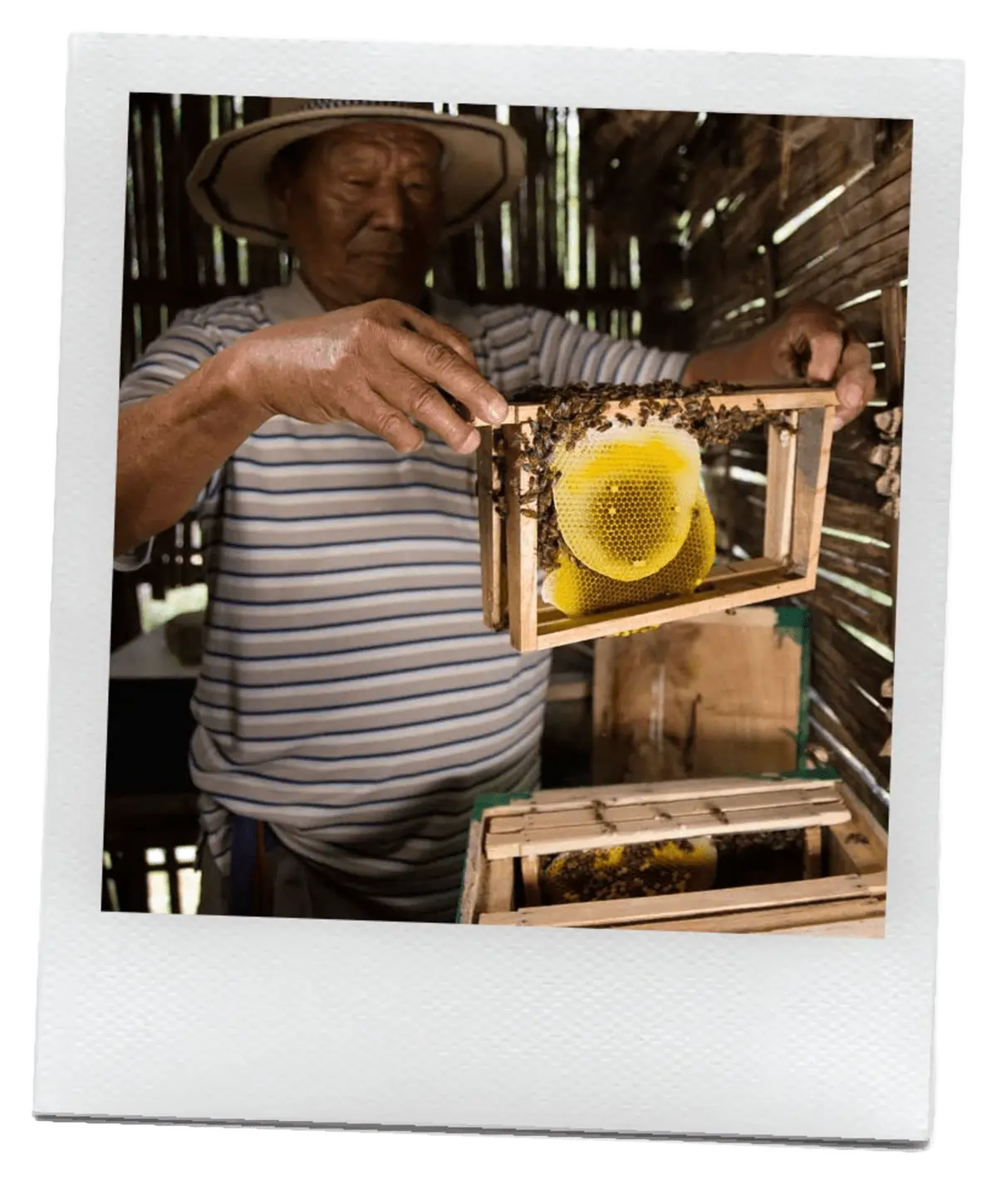Beekeeper harvesting honey Beekeeper harvesting honey